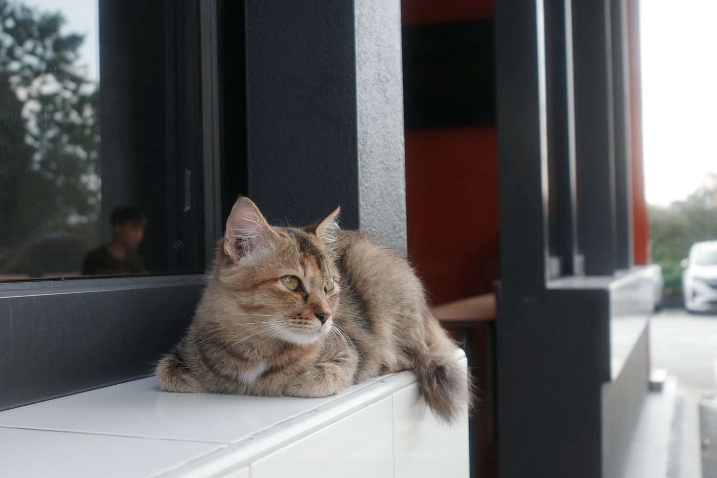 散步時遇到的貓咪 🐾